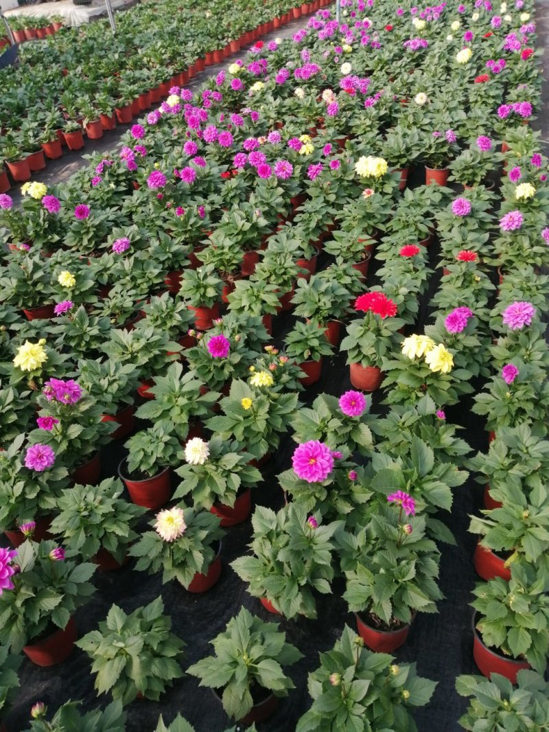 小丽花/基地直发货/品种齐全/颜色鲜艳/品相优/量大
