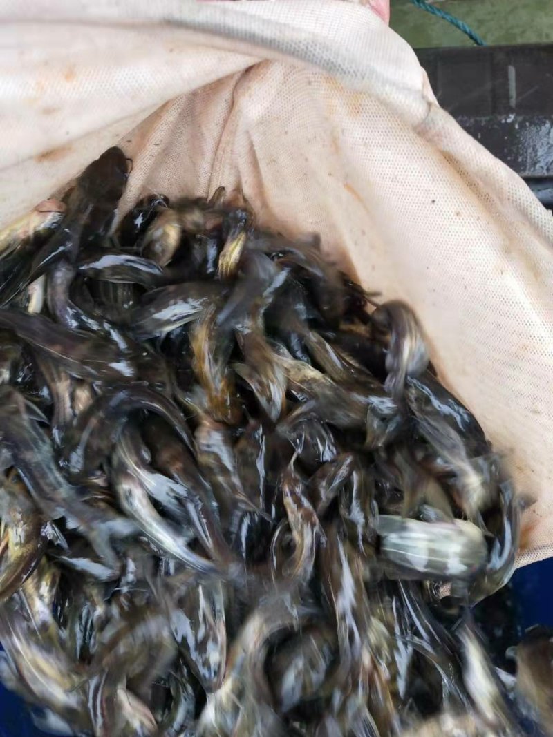 黄辣丁，肉质好，长势快，量大从优，欢迎订购。