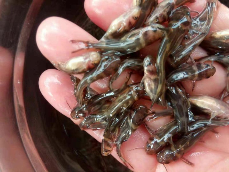 黄辣丁，肉质好，长势快，量大从优，欢迎订购。