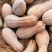 中科甜蜜本南瓜种子，大果棱南瓜，甜面橙红肉，耐贮运