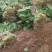 【新鲜直达】衡水大叶菠菜稳定供应产地直发电商/超市直供