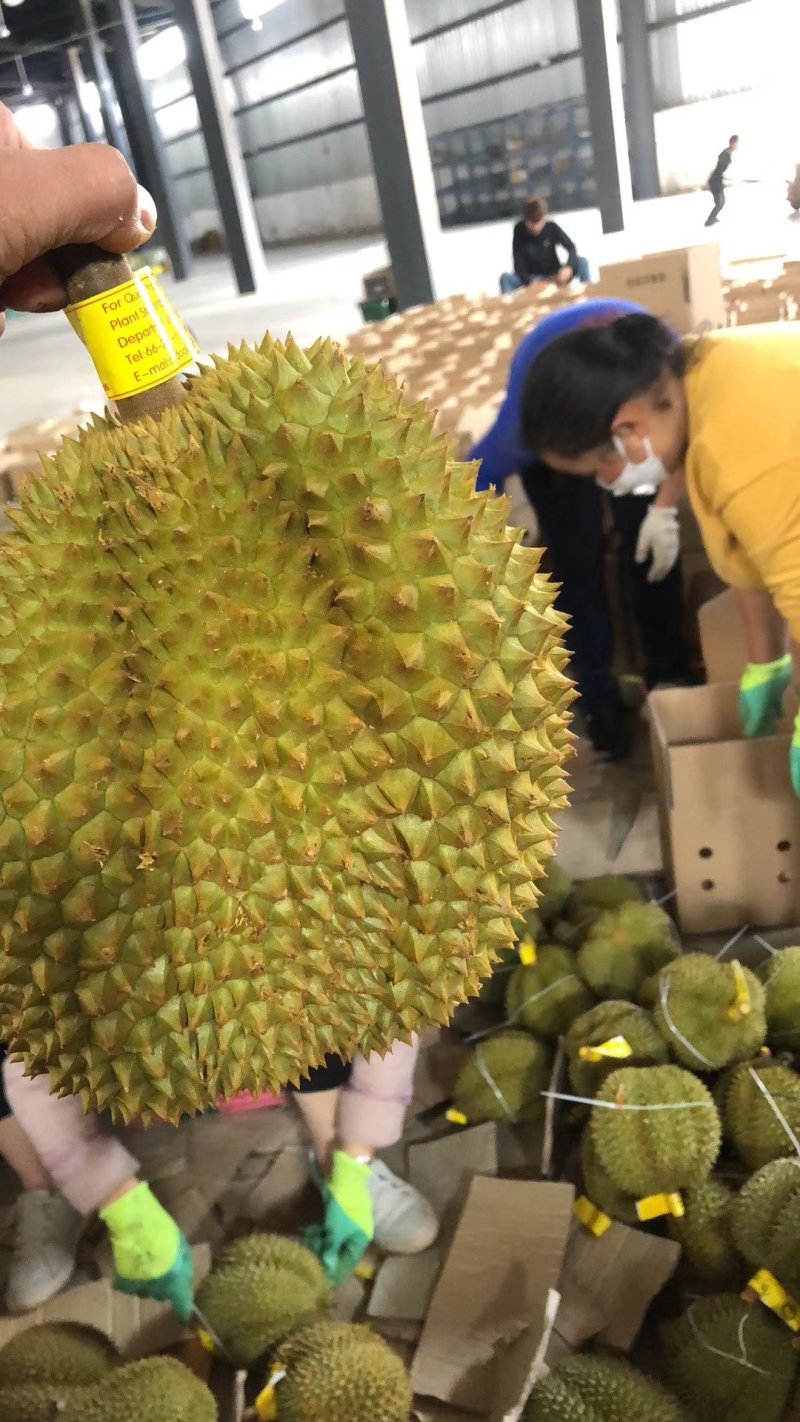 巴掌甲仑榴莲爆单啦！一个65包三房以上哦！