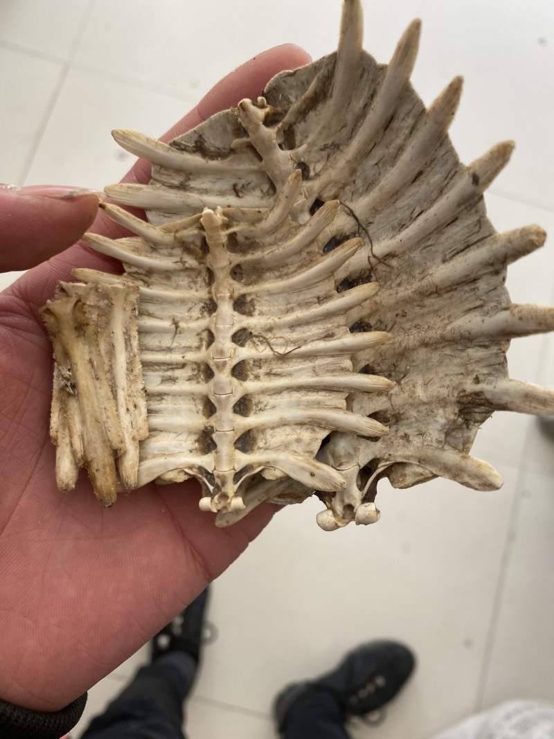 正品生鳖甲干净甲鱼壳选货另有炒鳖甲供应各种中药