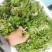 农青哥清明节新鲜现摘嫩叶食用江西艾草鲜艾叶草做青团草田艾