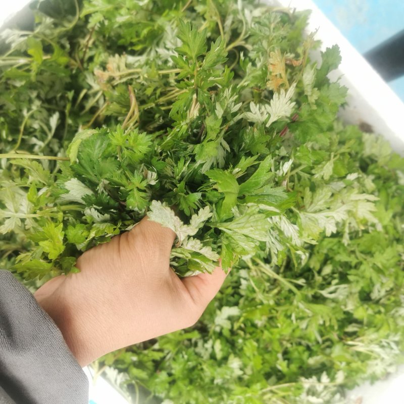 农青哥清明节新鲜现摘嫩叶食用江西艾草鲜艾叶草做青团草田艾
