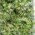 农青哥清明节新鲜现摘嫩叶食用江西艾草鲜艾叶草做青团草田艾