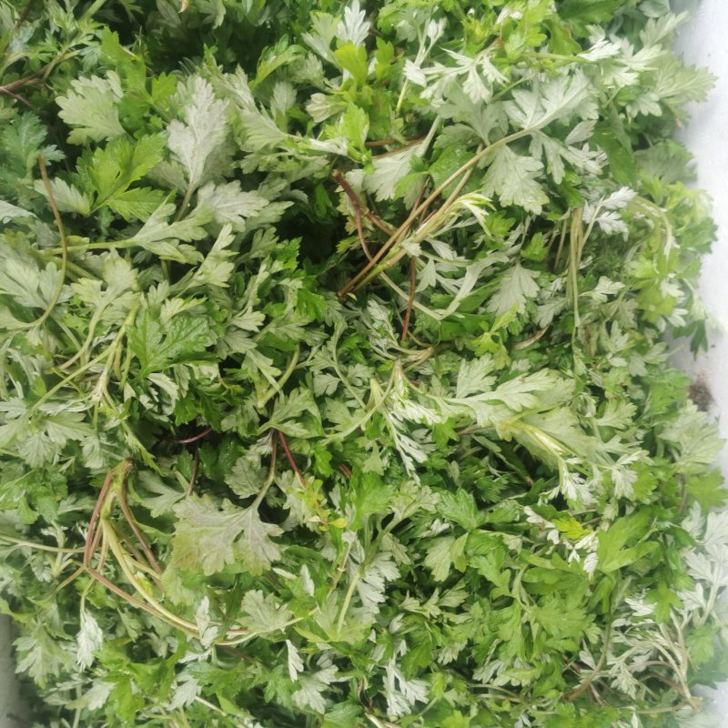 农青哥清明节新鲜现摘嫩叶食用江西艾草鲜艾叶草做青团草田艾