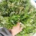 农青哥清明节新鲜现摘嫩叶食用江西艾草鲜艾叶草做青团草田艾