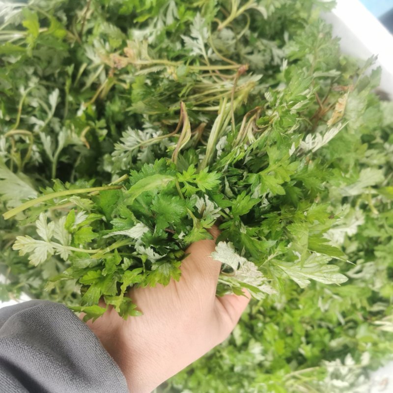 农青哥清明节新鲜现摘嫩叶食用江西艾草鲜艾叶草做青团草田艾