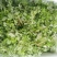 农青哥清明节新鲜现摘嫩叶食用江西艾草鲜艾叶草做青团草田艾