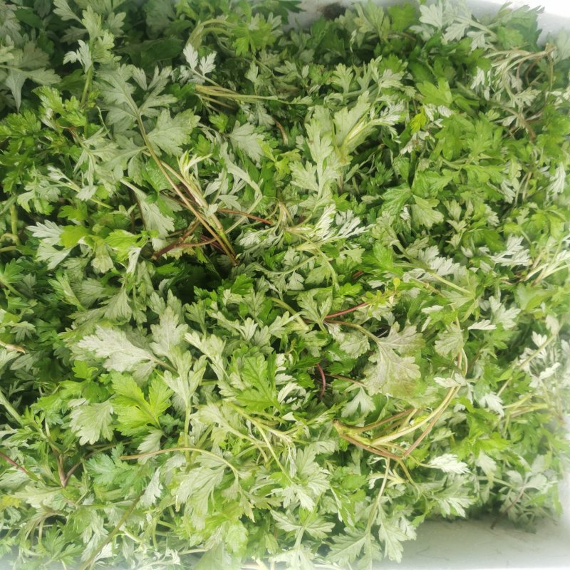 农青哥清明节新鲜现摘嫩叶食用江西艾草鲜艾叶草做青团草田艾