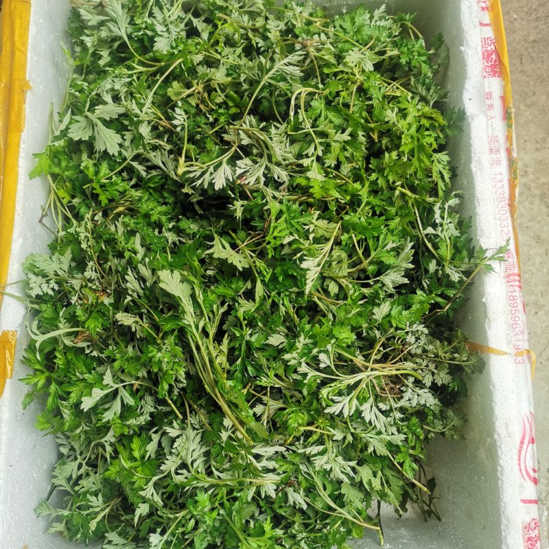 农青哥清明节新鲜现摘嫩叶食用江西艾草鲜艾叶草做青团草田艾
