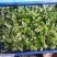 农青哥清明节新鲜现摘嫩叶食用江西艾草鲜艾叶草做青团草田艾