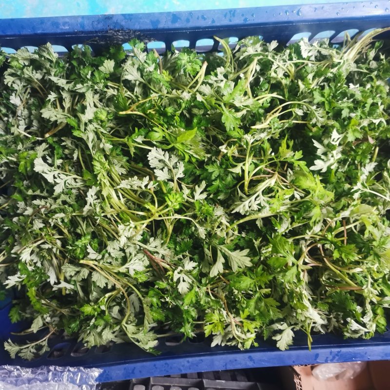 农青哥清明节新鲜现摘嫩叶食用江西艾草鲜艾叶草做青团草田艾