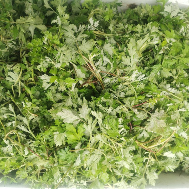 农青哥清明节新鲜现摘嫩叶食用江西艾草鲜艾叶草做青团草田艾