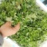 农青哥清明节新鲜现摘嫩叶食用江西艾草鲜艾叶草做青团草田艾