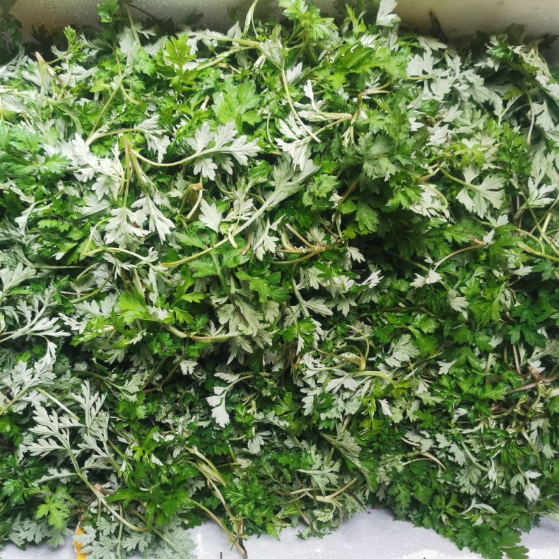 农青哥清明节新鲜现摘嫩叶食用江西艾草鲜艾叶草做青团草田艾