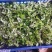 农青哥清明节新鲜现摘嫩叶食用江西艾草鲜艾叶草做青团草田艾