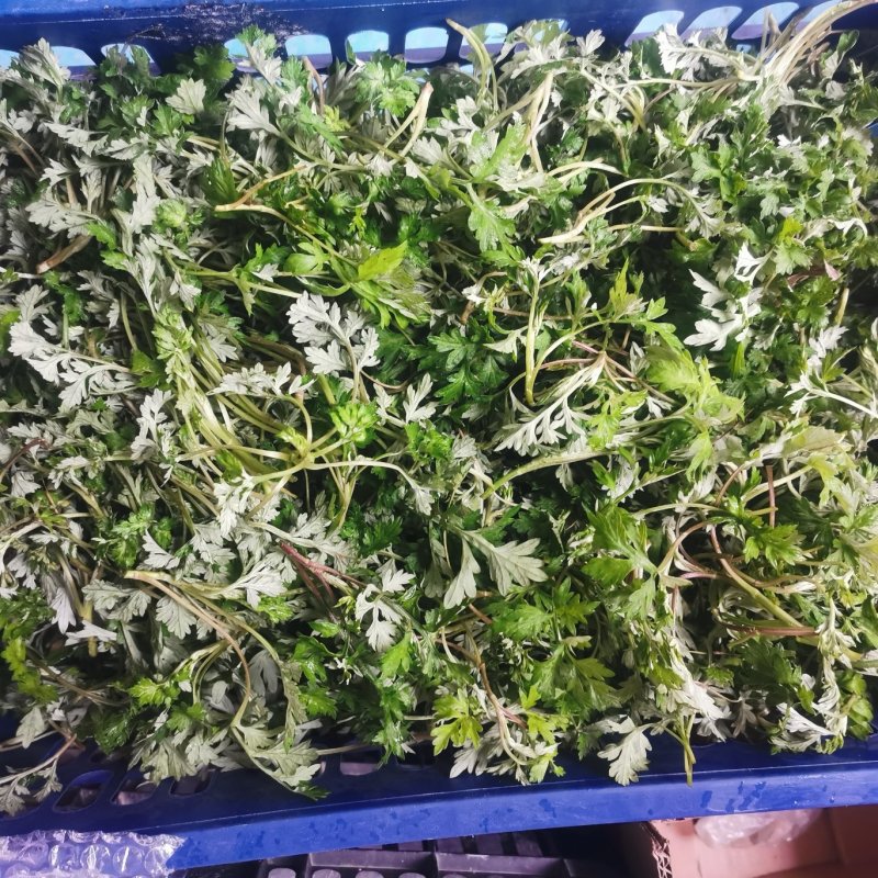 农青哥清明节新鲜现摘嫩叶食用江西艾草鲜艾叶草做青团草田艾