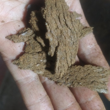 油菜枯