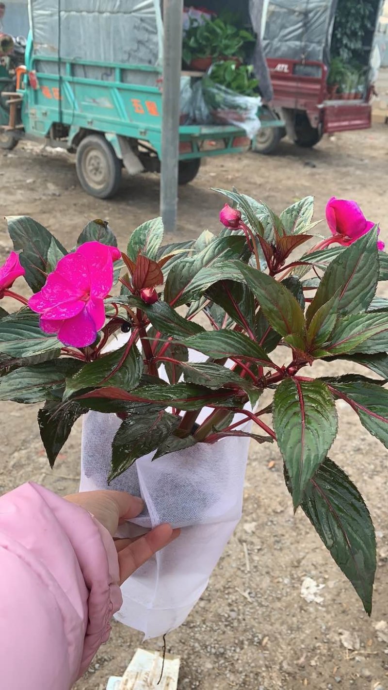 凤仙花/基地自产直发/品色全/品相好/量大优惠欢迎