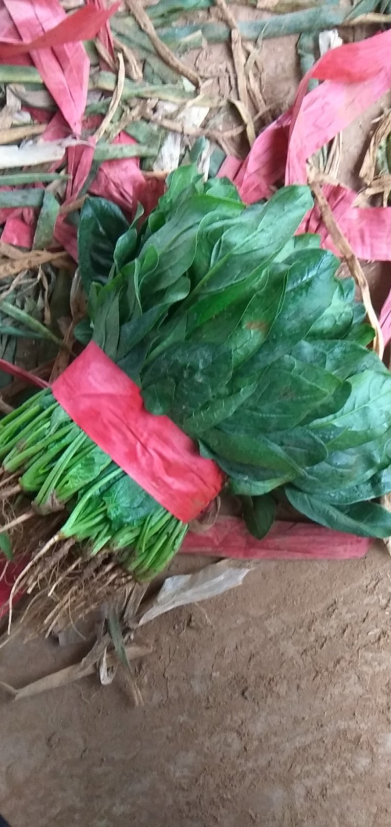 永年蔬菜需要的电联