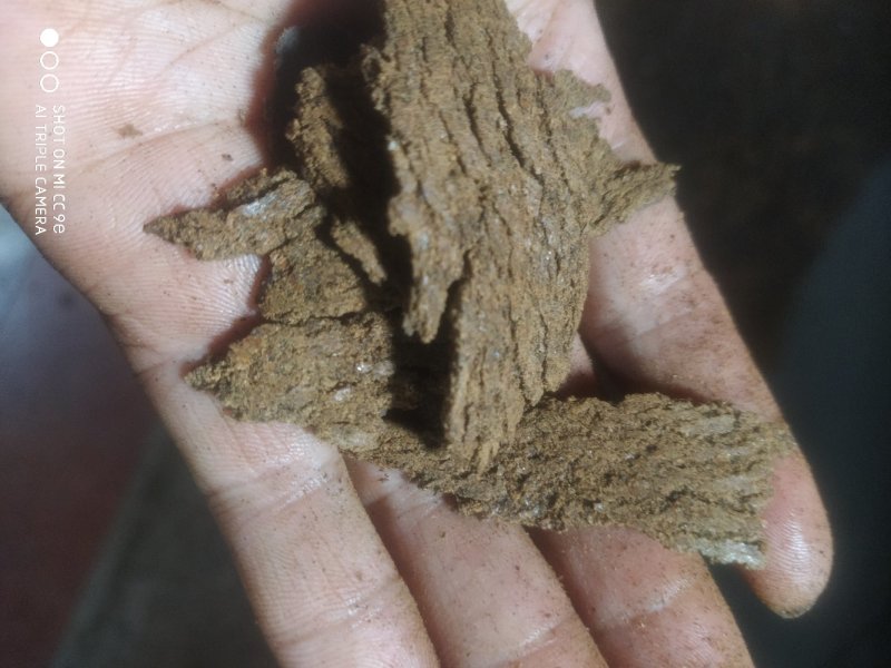 油菜枯