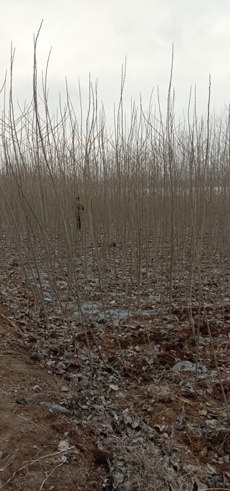 大量出售各种规格杨树苗