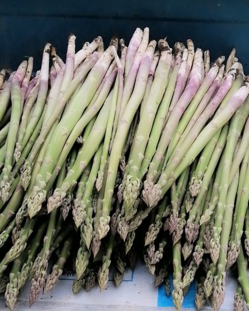 芦笋新鲜芦笋精品芦笋大芦笋绿芦笋