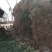 本地，红根蒜苗大量上市，价格不高