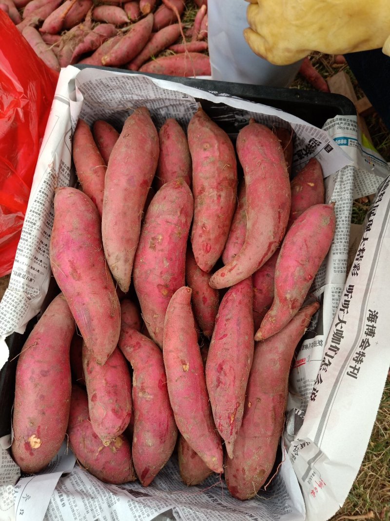 新一批六鳌蜜薯香甜软糯，一手货源基地直供