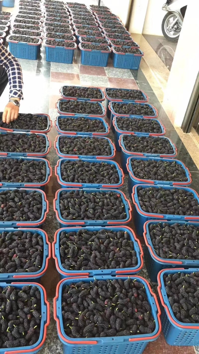 精品桑葚果。广东二号，无籽大十。每天现采摘现发货新鲜