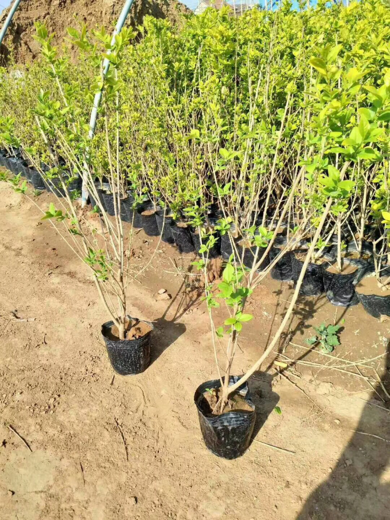 金叶女贞一年生苗，二年生苗金叶女贞杯苗工程苗