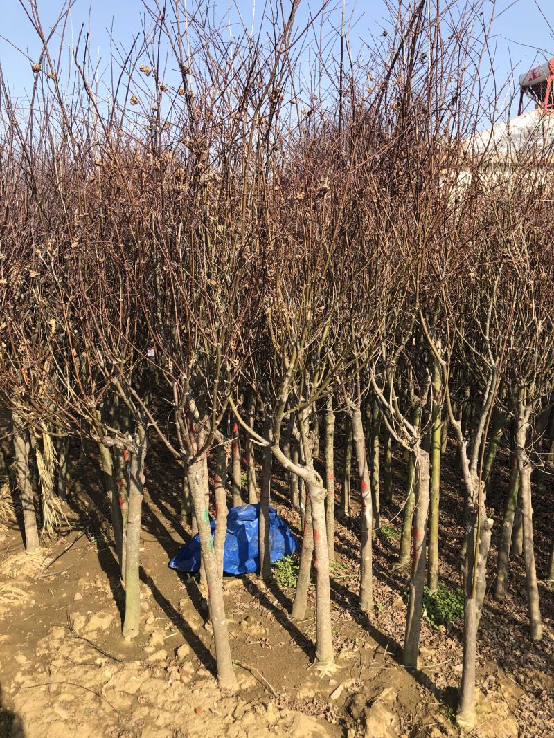 精品红枫日本红枫2到12公分规格齐全质量保证