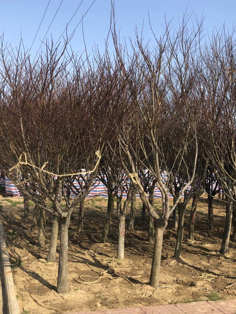 精品红枫日本红枫2到12公分规格齐全质量保证