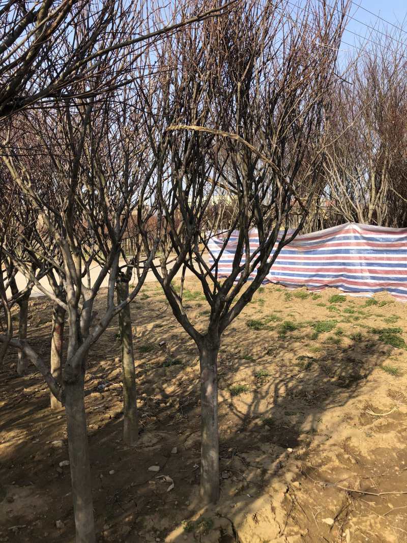 精品红枫日本红枫2到12公分规格齐全质量保证