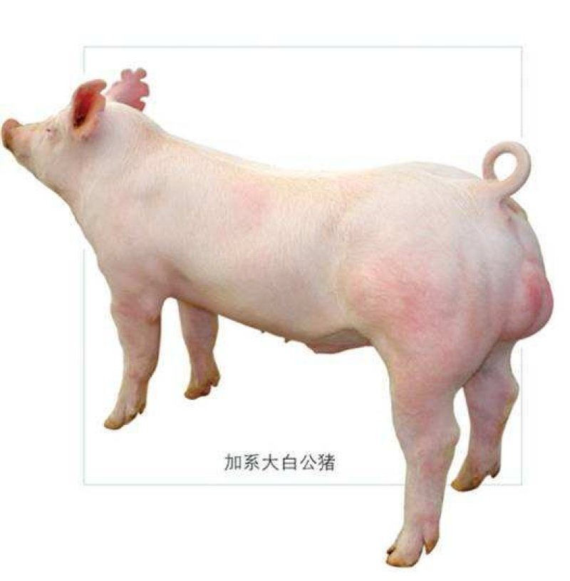 二元母猪价格大型养猪场供应
