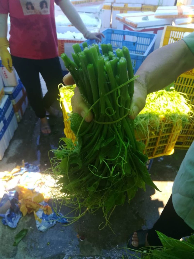 龙须菜佛手瓜苗