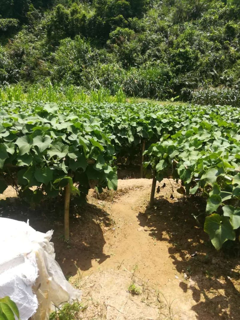 龙须菜佛手瓜苗