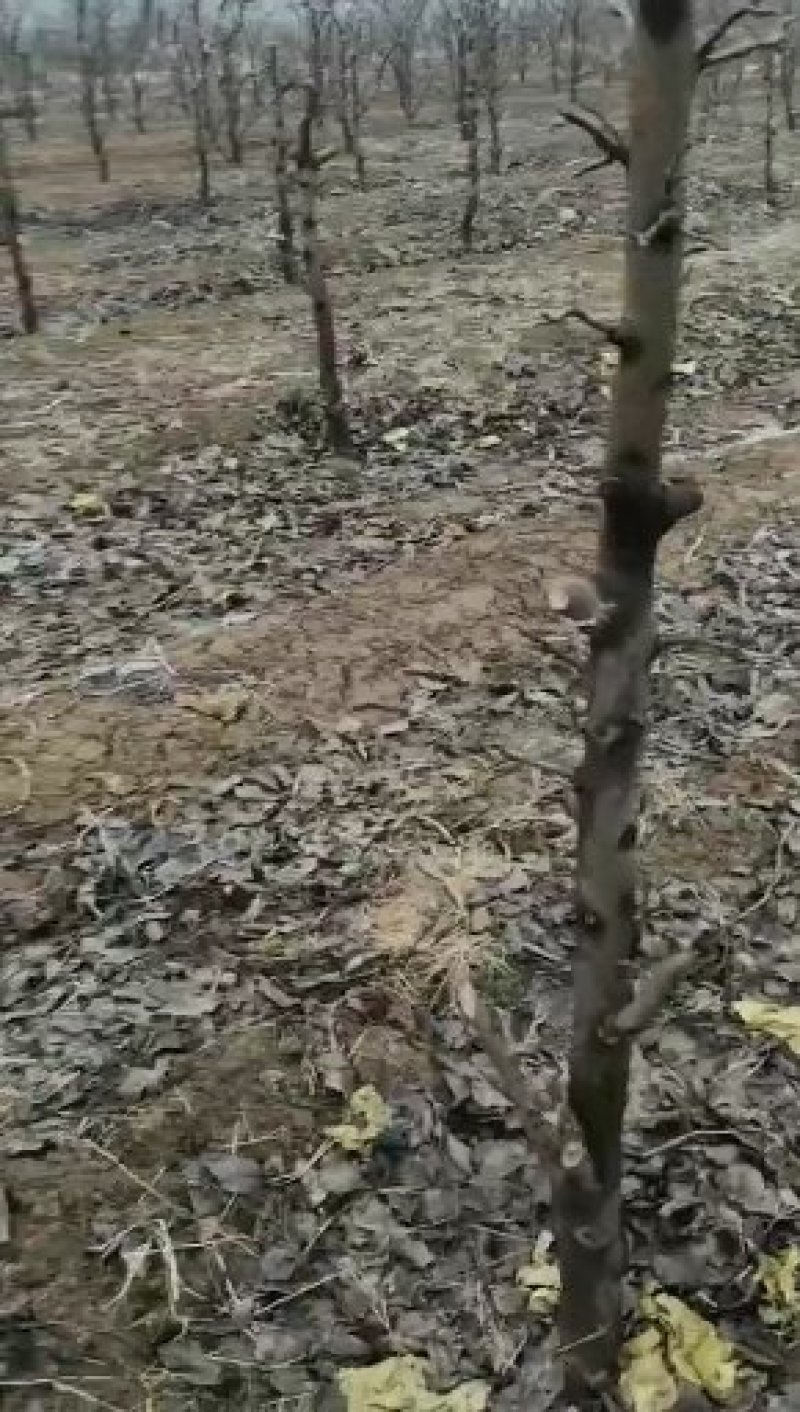 优质️安徽砀山占地梨树，桃树，及各种占地树，现挖现装！
