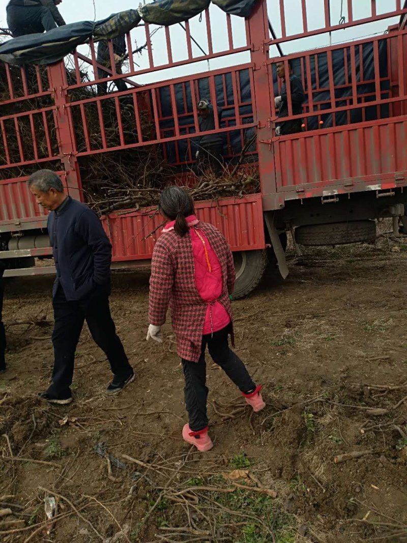优质️安徽砀山占地梨树，桃树，及各种占地树，现挖现装！
