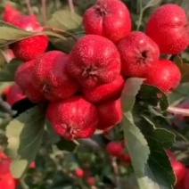 山楂树苗一级山楂树苗山楂树1.5-6公分