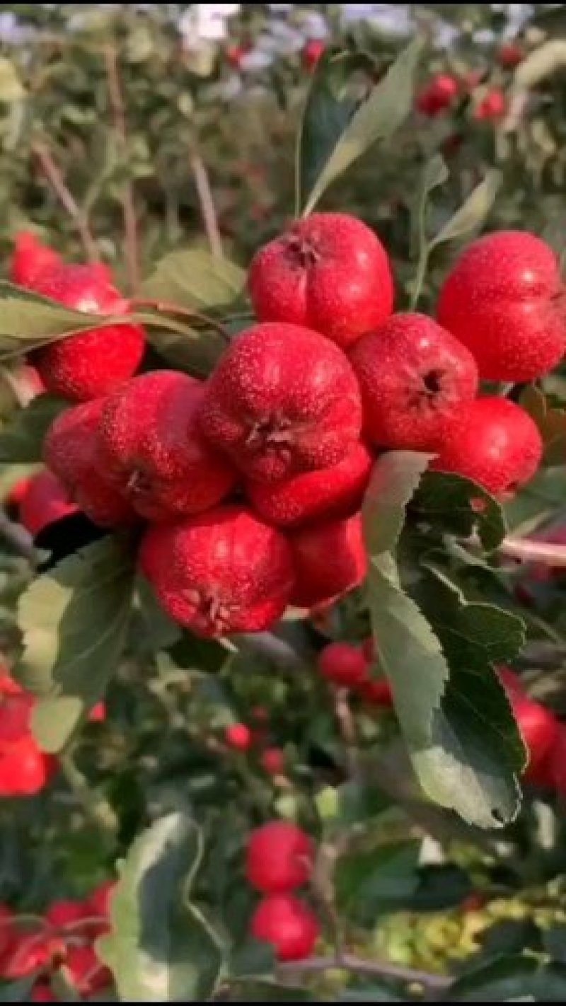 山楂树苗一级山楂树苗山楂树1.5-6公分