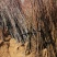 山楂树苗一级山楂树苗山楂树1.5-6公分