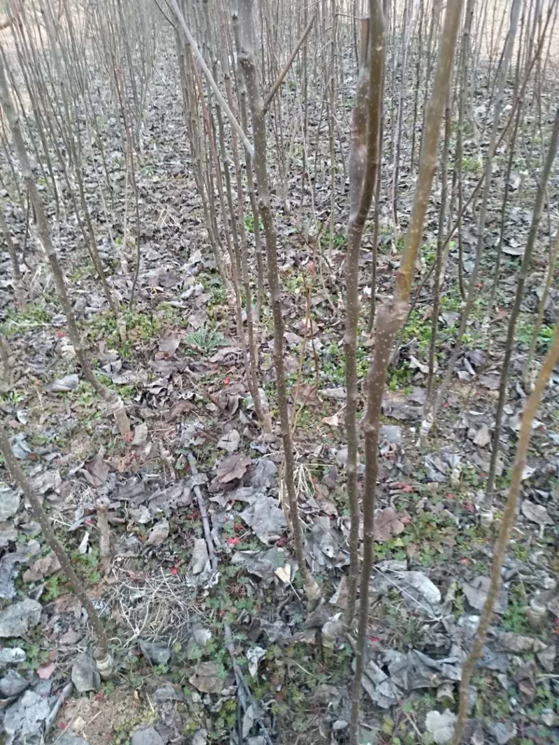 优质⭐️安徽砀山桃树苗，现挖现装