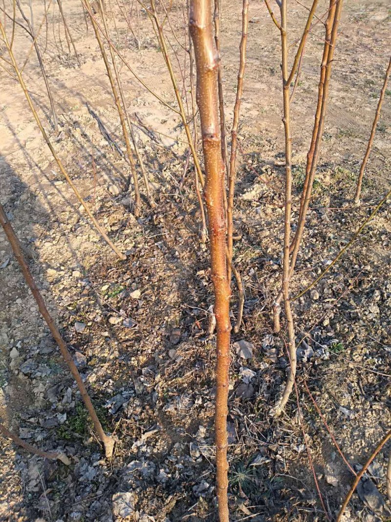 优质⭐️安徽砀山桃树苗，现挖现装
