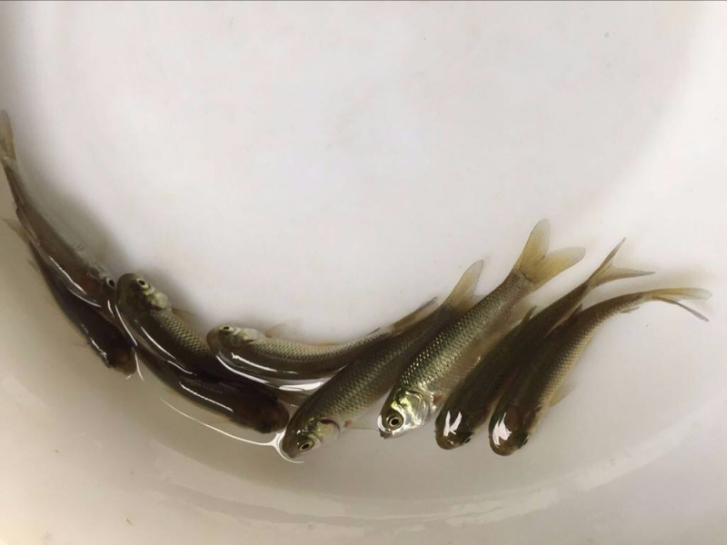 优质草鱼苗各种规格欢迎咨询