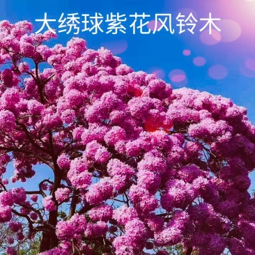 紫花风铃木多花紫花风铃木，进口紫花风铃木