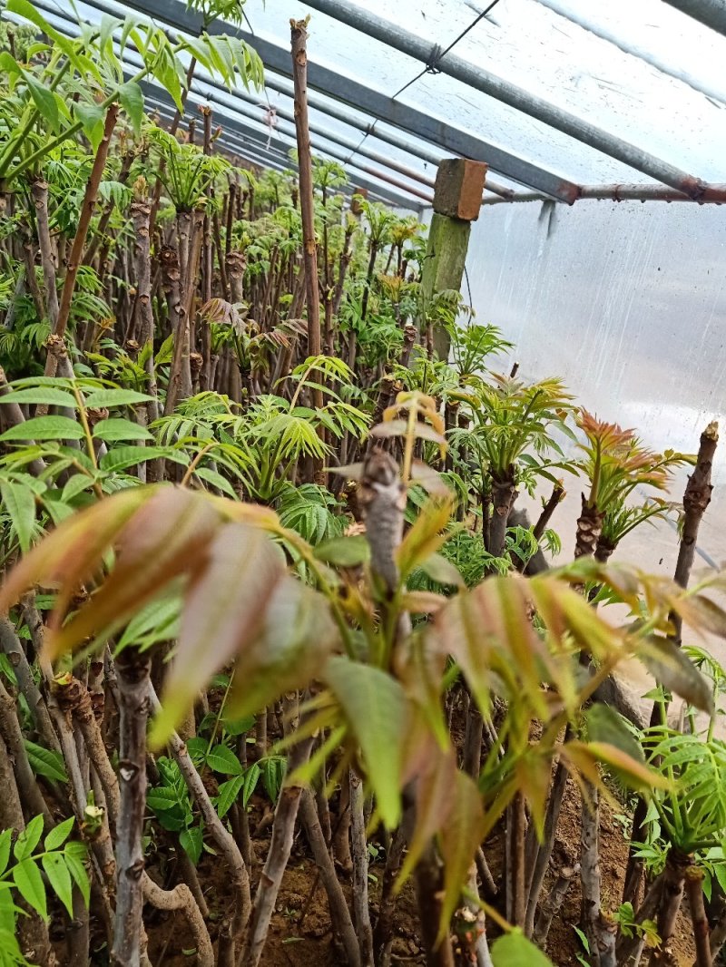 香椿苗(红油香椿苗)一手货源做大棚可指导，二至十公分的苗
