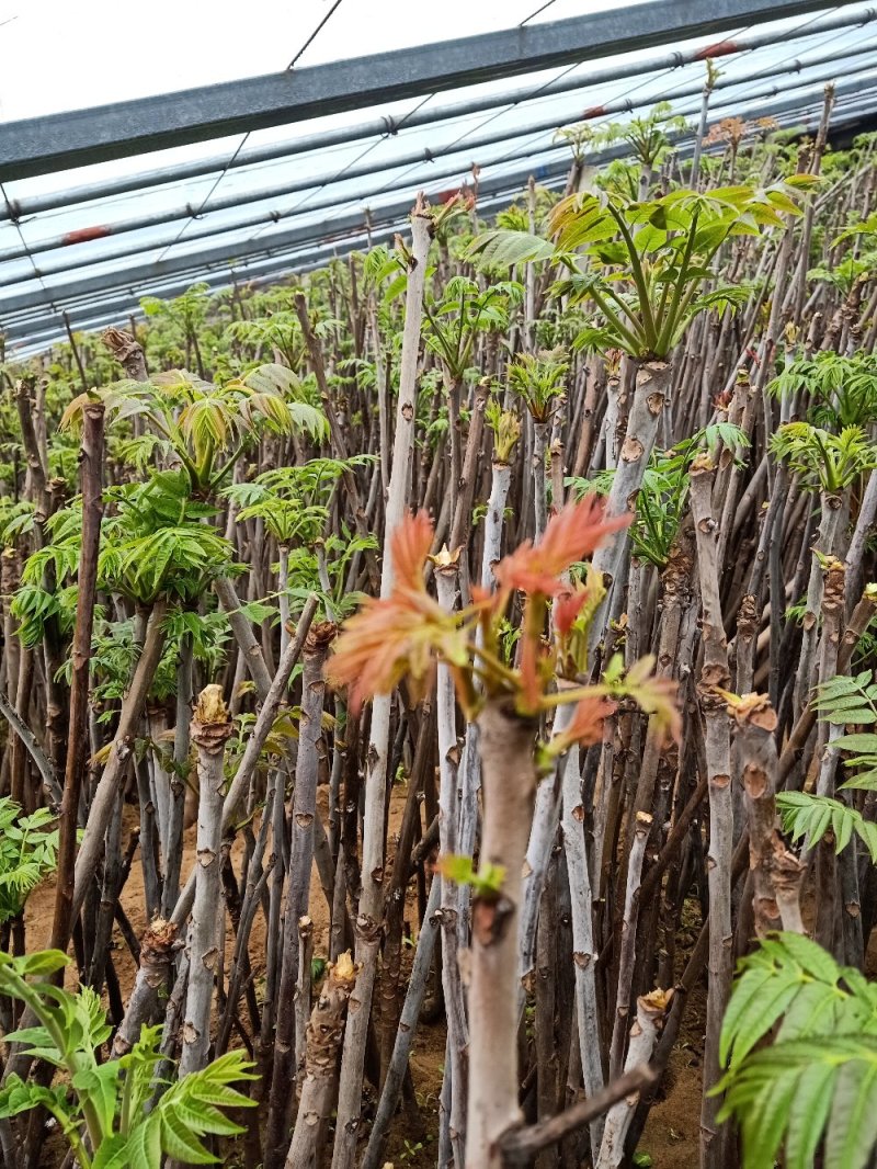 香椿苗(红油香椿苗)一手货源做大棚可指导，二至十公分的苗
